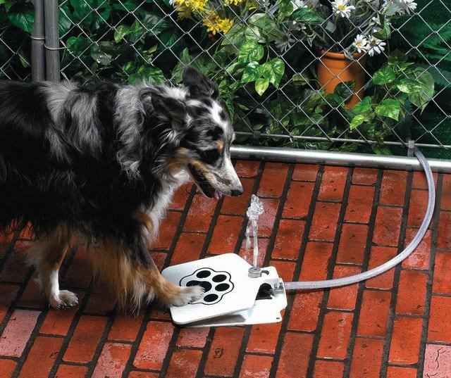 Awesome Doggie Fountain