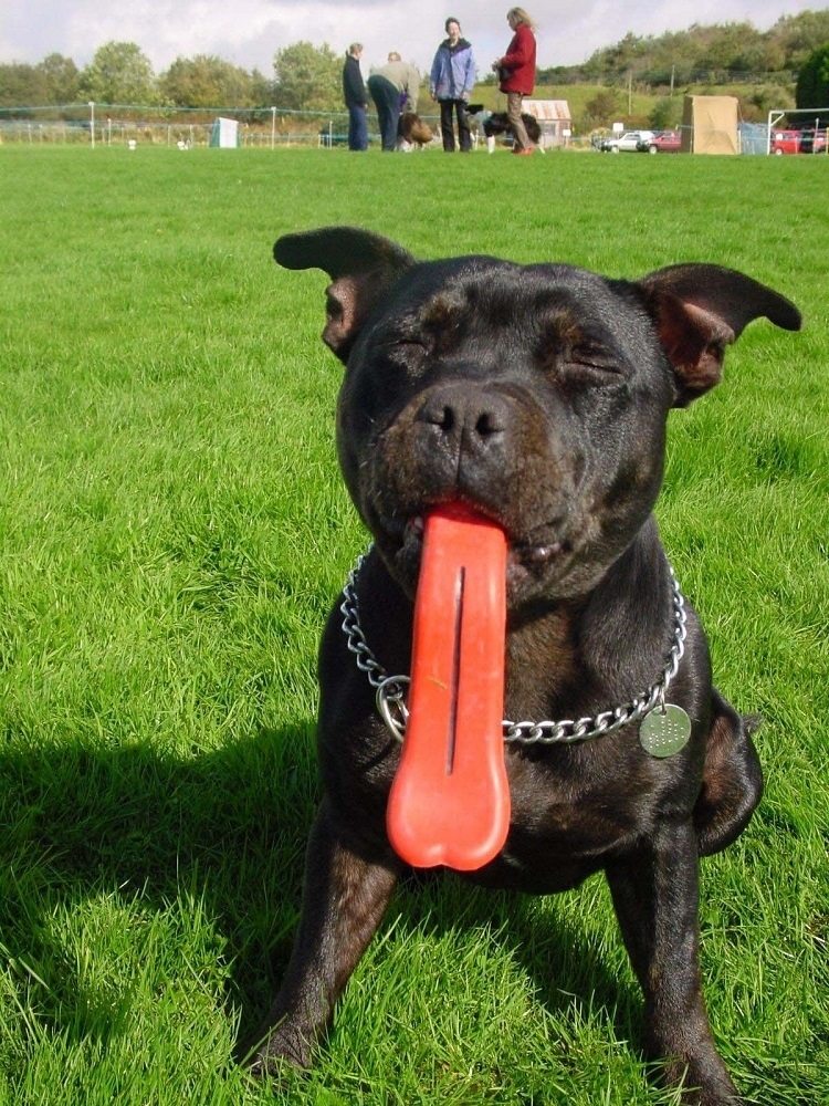 Tongue Dog Toy