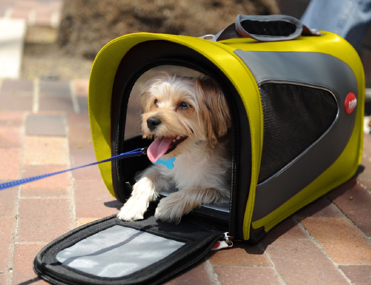 Argo Petascope Pet Carrier » Gadget Flow
