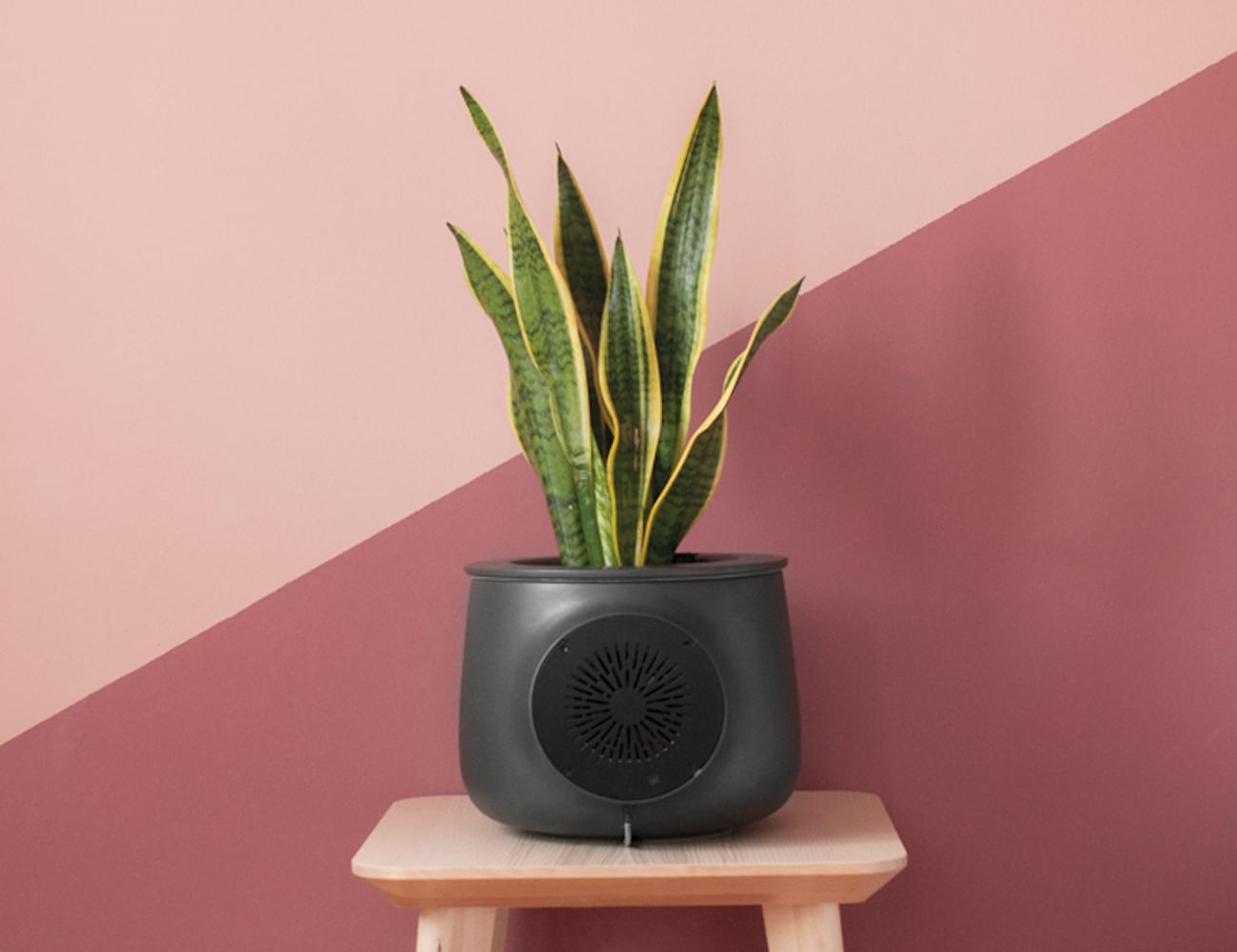 Clairy – The Most Amazing Natural Air Purifier