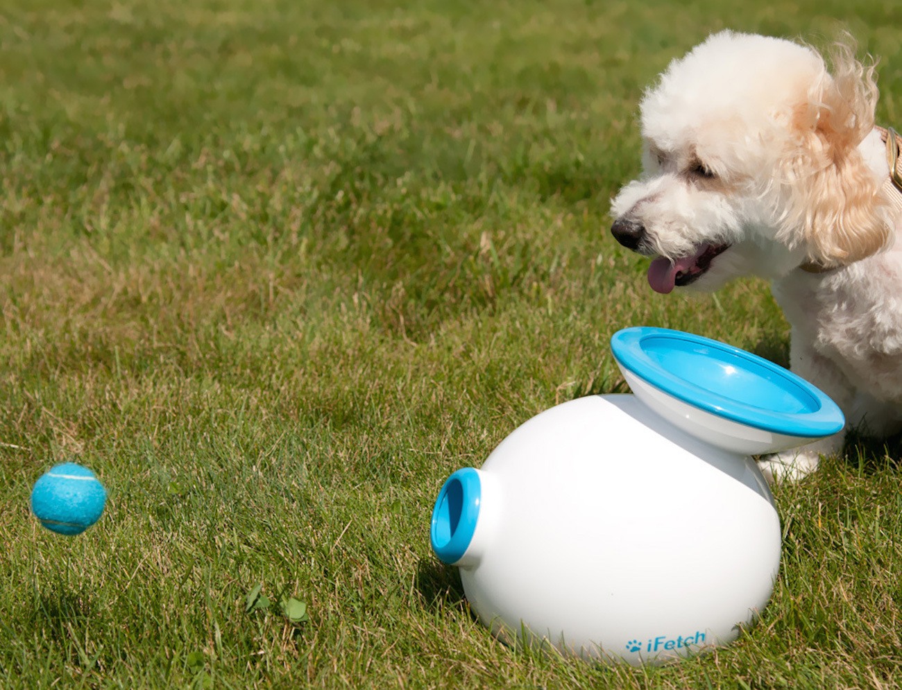 iFetch Interactive Ball Launcher for Dogs