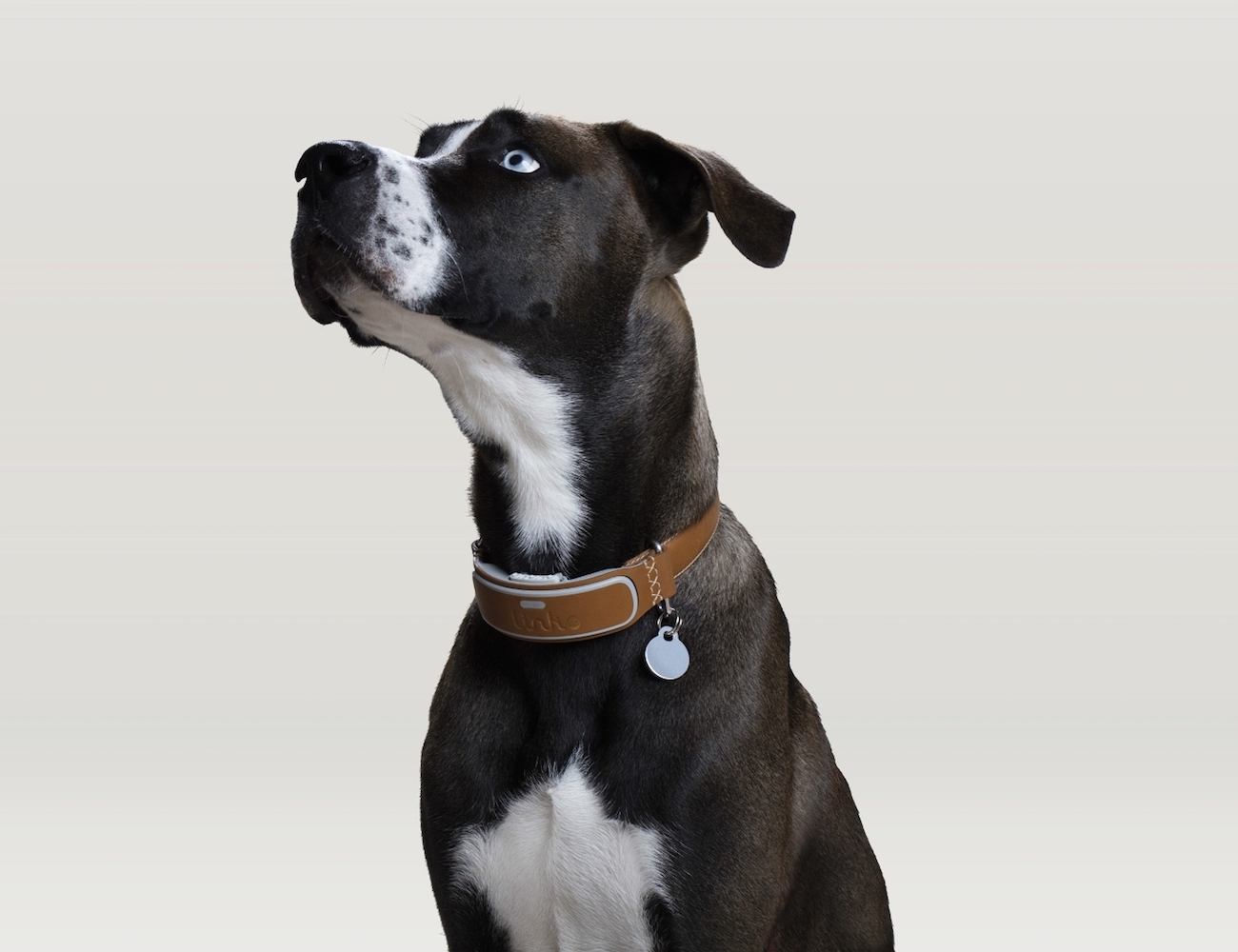 LINK AKC Intelligent Dog Collar