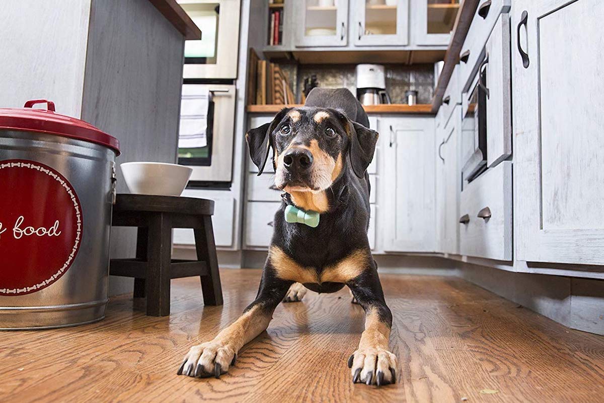 7 Pet gadgets to make life better for you and your dog