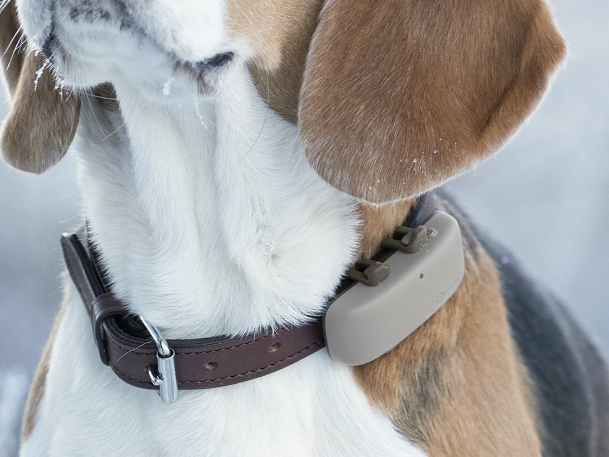 Tractive pet GPS tracker ensures you always know where your furry