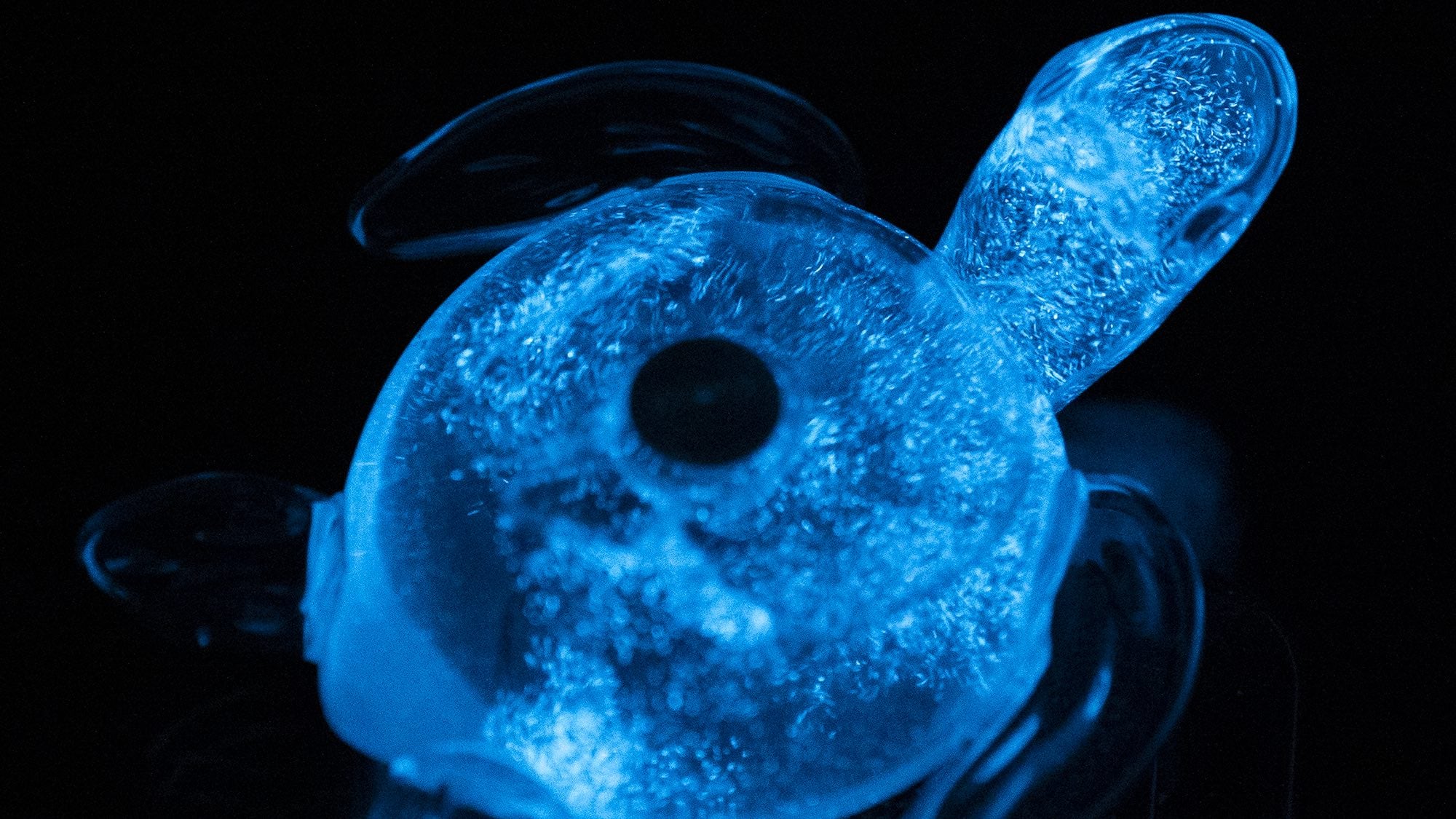 PyroPal bioluminescent sea turtle runs on plant plankton that use sunlight to grow