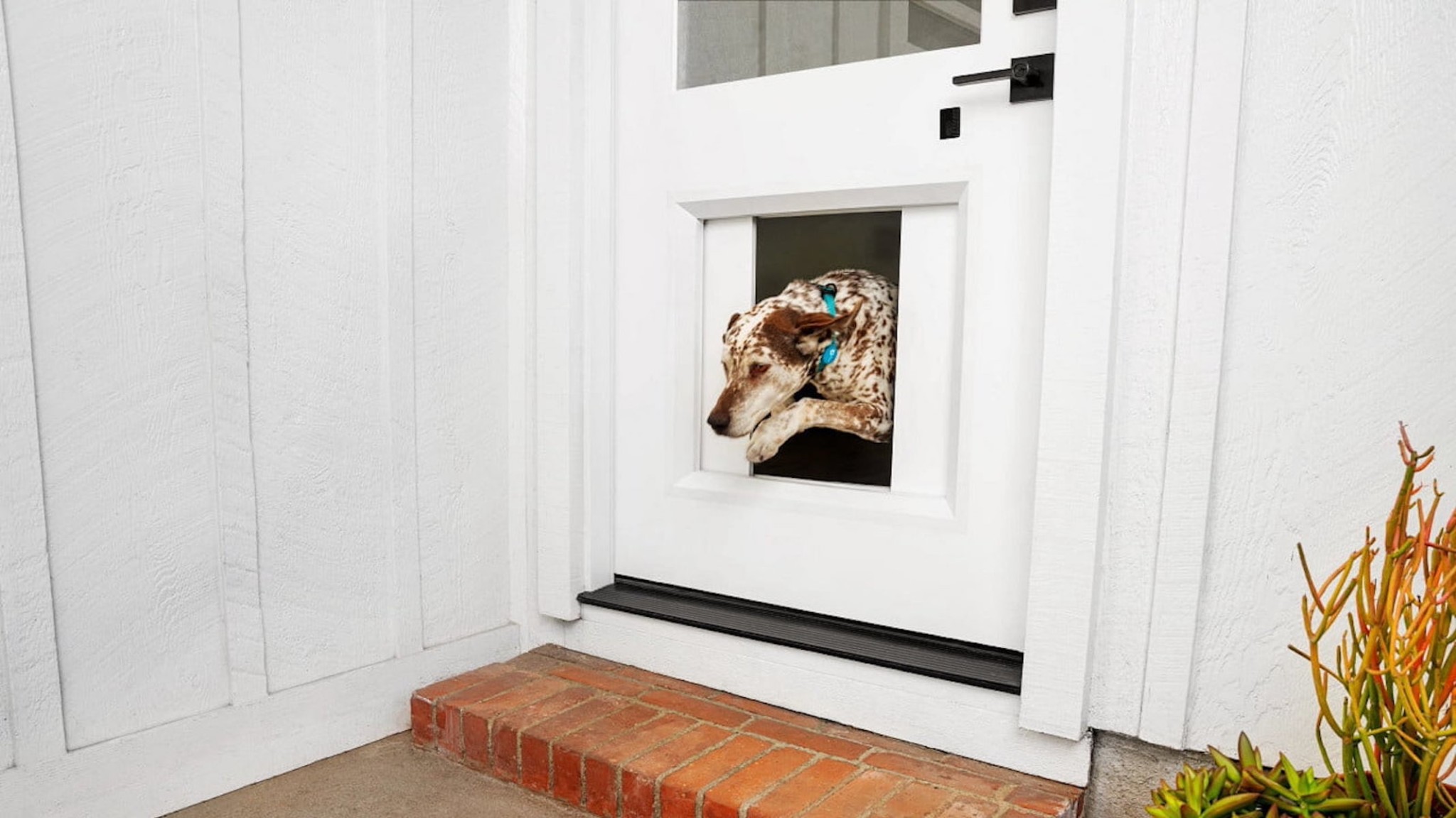 This 3K smart dog door will let your pets step out when they wish to
