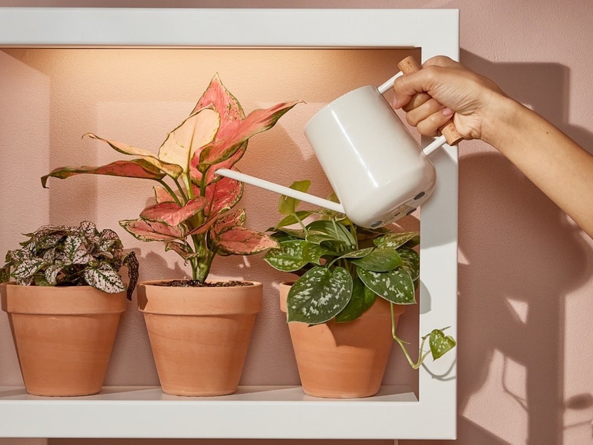 Modern Sprout Smart Standard Plant Growframe keeps flowers happy and healthy indoors
