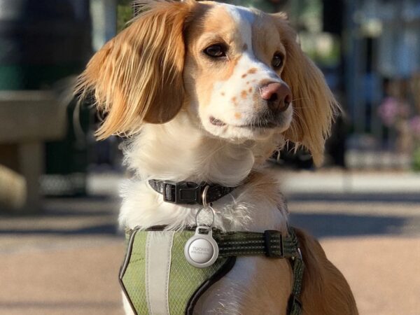 Nomad Rugged Pet Tag for AirTag has an IP67 waterproof housing and a TPU overmold