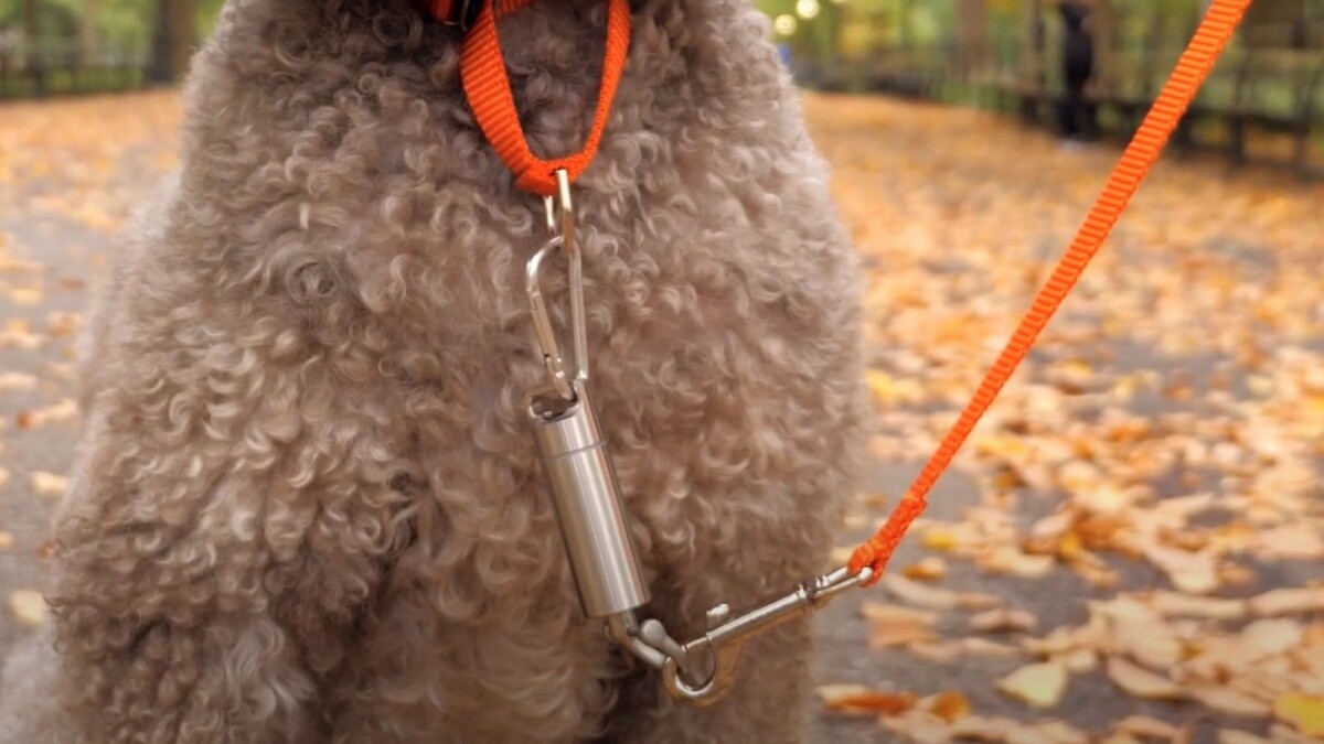 This non-punitive dog training device teaches your pup how to walk properly beside you