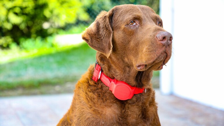 Doddle built-in dog leash stays on your pet and allows you to save them in an emergency