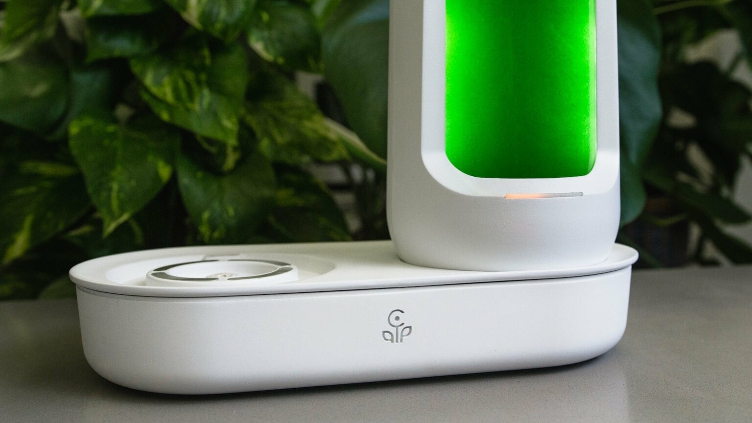 Review Bloom superfood garden grows fresh, immuneboosting spirulina