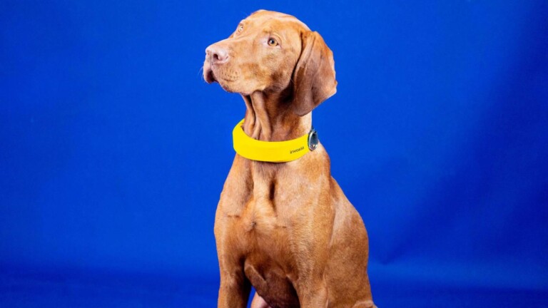 Invoxia Smart Dog <em class="algolia-search-highlight">Collar</em> biometric pet gadget monitors your dog's health, sleep, and more