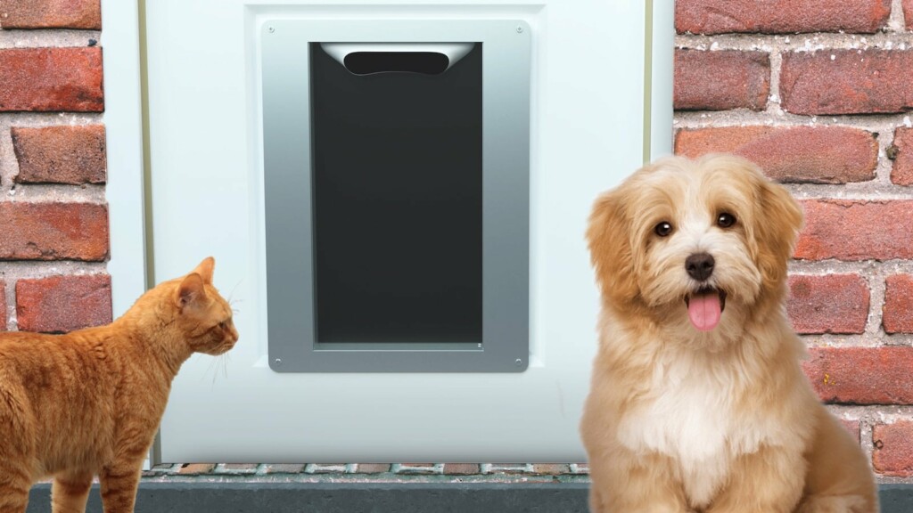 10 essential gadgets for pet parents to pamper your fur baby