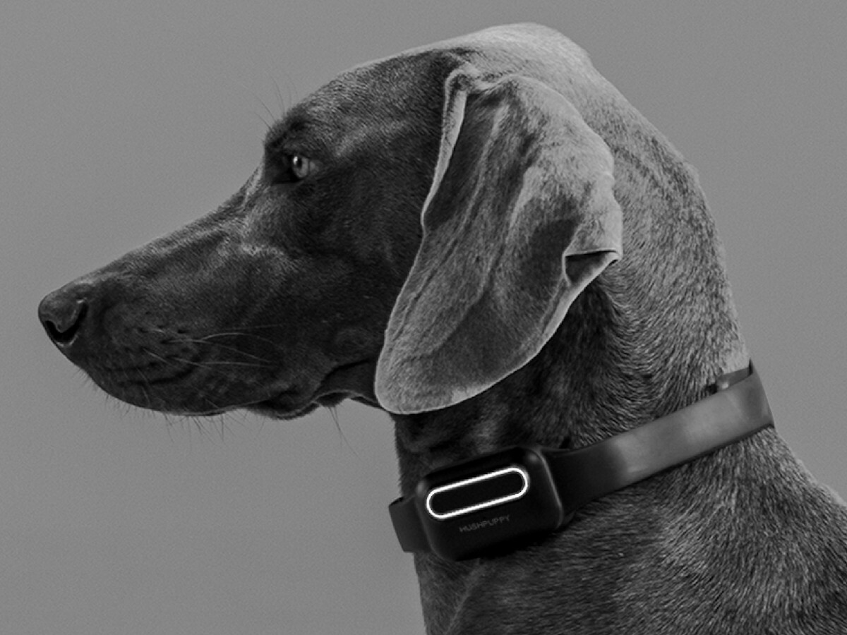 This AI dog bark collar boasts adaptive sound detection