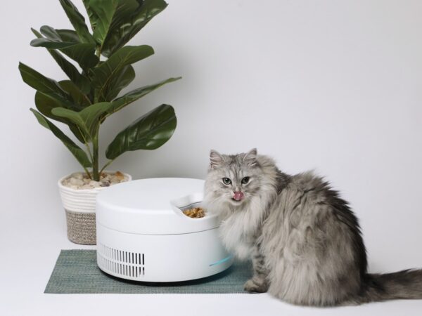 Refrigerated Smart Pet Feeder keeps food fresh all day long without any ice packs