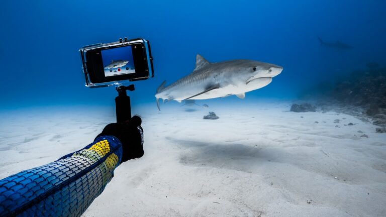 ProShot Dive Case 2.0 & Red Filter Pack for iPhone enhances your underwater adventures