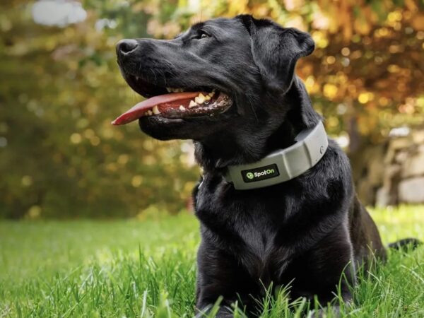 SpotOn GPS dog fence boasts a subscription-free way to let your pup enjoy the outdoors