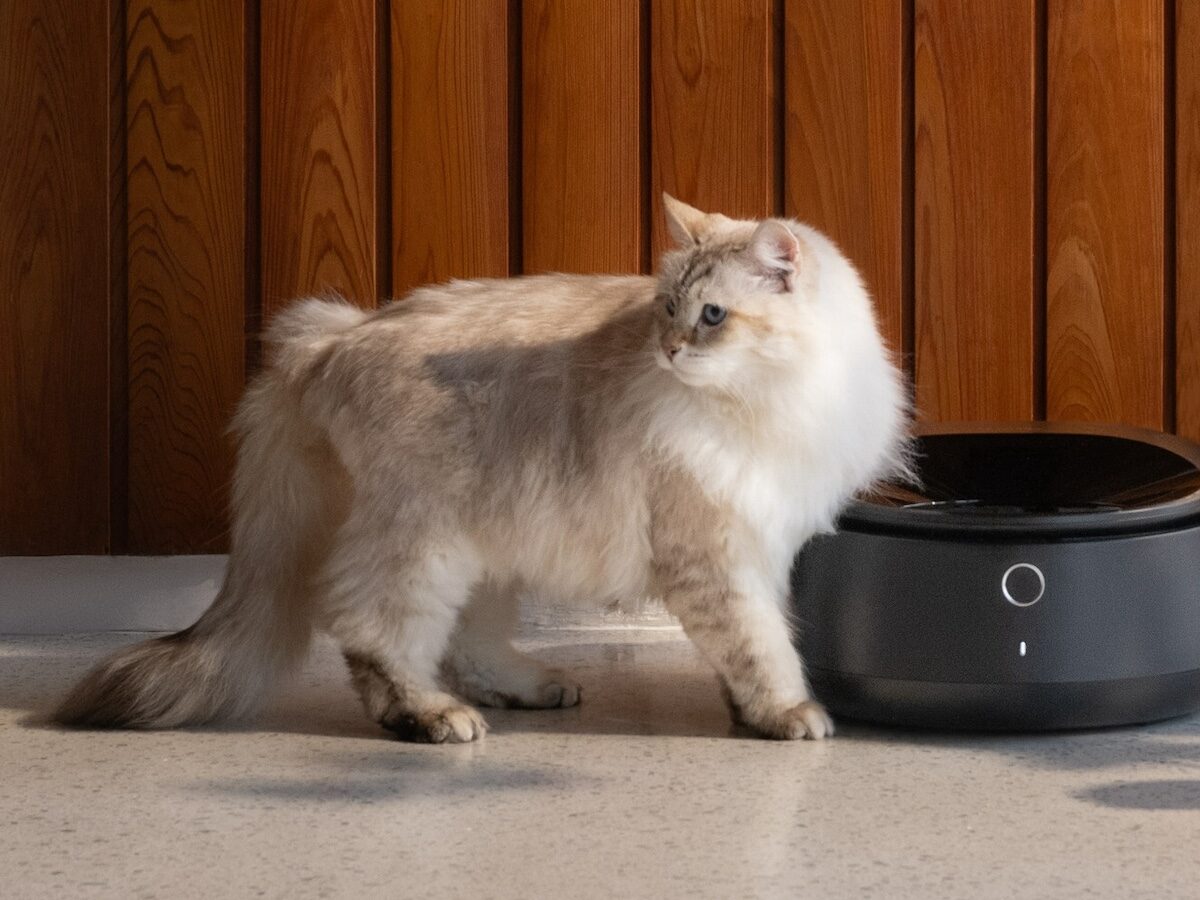 Petlibro Polar Wet Food Feeder with Smart App Control and PawShield on Gadget Flow