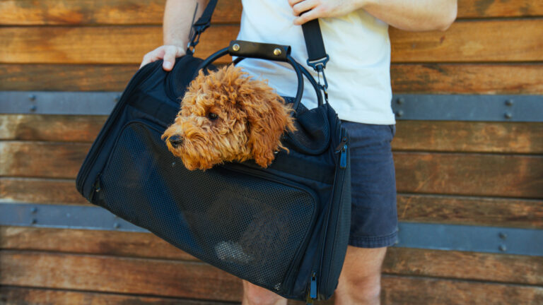 Petaluxe: Pet-Carrying Bag for Comfort, Safety, and Ease of Use on Gadget Flow