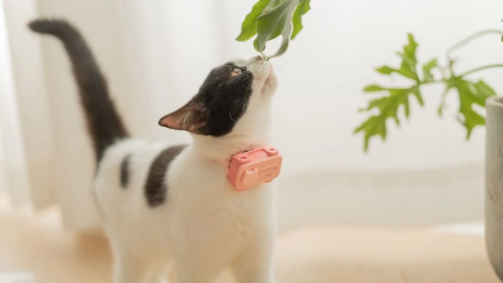 glocal petphone on a cat