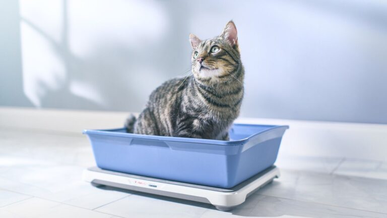 Purina Petivity Smart Litter Box Monitor: Track Cat Health & Weight with AI Alerts and Monthly Reports