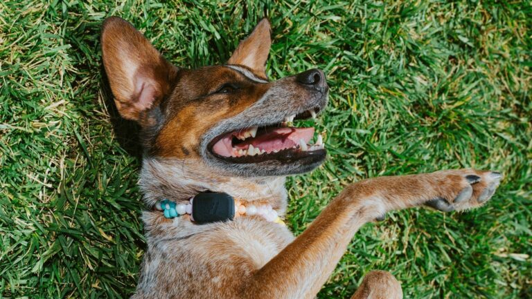 Barking Labs Fi Mini Pet Tracker