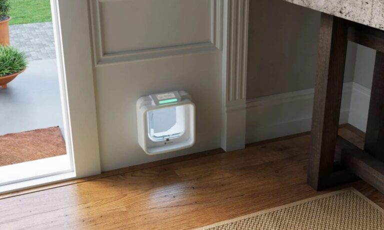 Portas automáticas para gatos com IA podem impedir guaxinins? Descobrimos