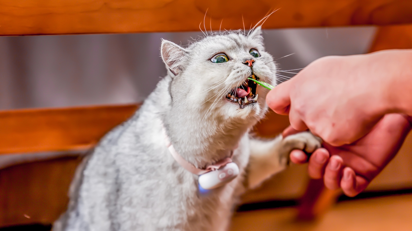 PettiChat Real-Time Two-Way Pet Translator