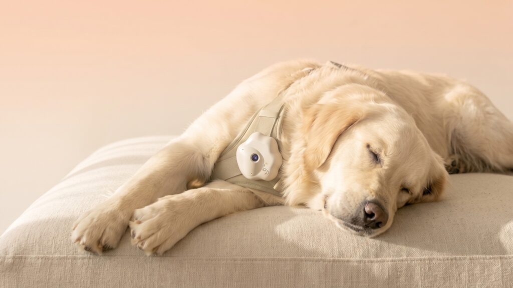 Ouren M1 AI Smart Pet Wearable